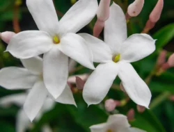 Menguras Air Mata! Jasmine Nadya Bocorkan Playlist ‘Sakti’ yang Bikin Dirinya Jadi Alya di ‘Rangga & Cinta’