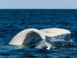 Migaloo ‘Bangkit’ dari Kematian? Paus Putih Legendaris Muncul Lagi di Selandia Baru Setelah 5 Tahun Hilang!