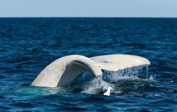 migaloo bangkit dari kematian paus putih legendaris muncul lagi di selandia baru setelah 5 tahun hilang portal berita terbaru