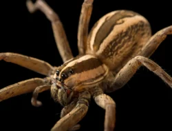 Miles Morales Siap Beraksi Lebih Awal! Spider-Man: Beyond the Spider-Verse Geser Tanggal Rilis, Apa Untungnya?