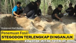 Nganjuk Geger! Fosil Gajah Purba Stegodon Utuh Terkuak di Lereng Gunung Pandan 4 nganjuk geger fosil gajah purba stegodon utuh terkuak di lereng gunung pandan portal berita terbaru