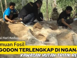 Nganjuk Geger! Fosil Gajah Purba Stegodon Utuh Terkuak di Lereng Gunung Pandan