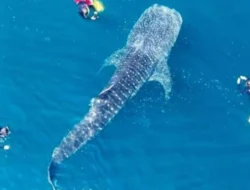 NTB Bikin Gebrakan! Teluk Saleh Diusulkan Jadi Benteng Hiu Paus Pertama di Indonesia