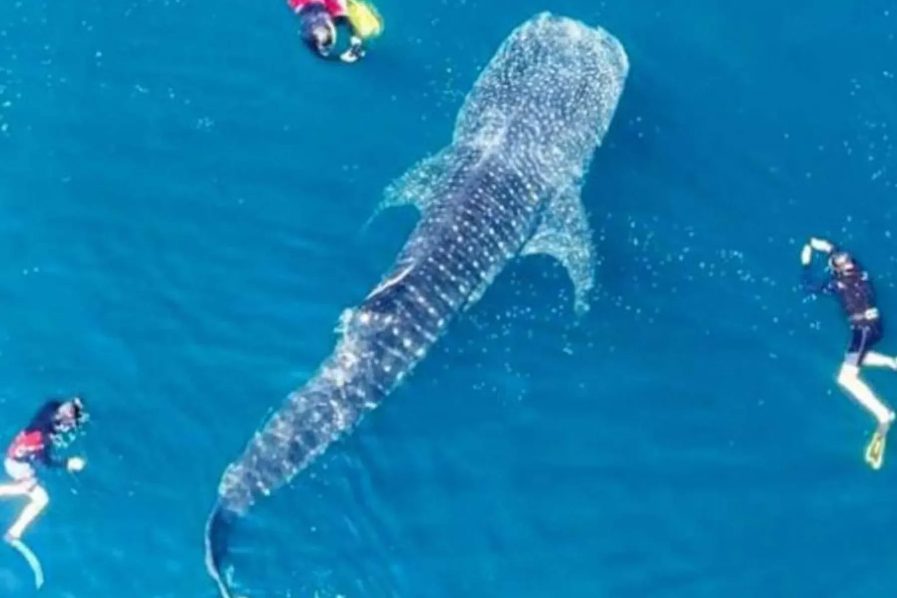 NTB Bikin Gebrakan! Teluk Saleh Diusulkan Jadi Benteng Hiu Paus Pertama di Indonesia 1 ntb bikin gebrakan teluk saleh diusulkan jadi benteng hiu paus pertama di indonesia portal berita terbaru