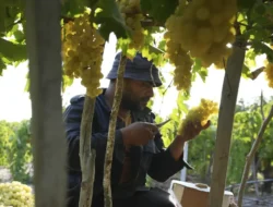 Perubahan Iklim Bikin Anggur Pinot Noir Yoichi Terancam Gagal Panen? Petani Jepang Pusing Tujuh Keliling!