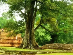 Prioritas Utama! Candi Muaro Jambi Siap Mendunia, Museum Megah Rampung Tahun Ini