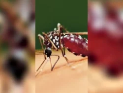 Pulau Es Tak Lagi Aman? Nyamuk Ditemukan di Islandia untuk Pertama Kalinya!