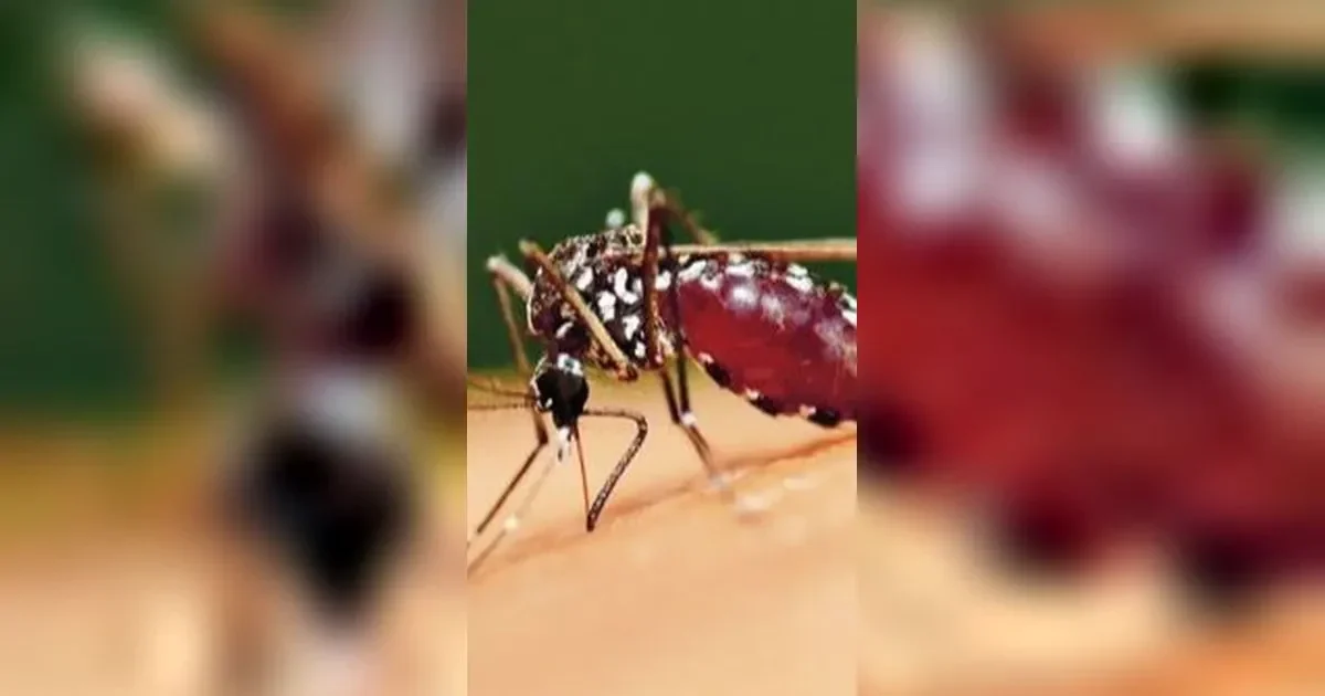 pulau es tak lagi aman nyamuk ditemukan di islandia untuk pertama kalinya portal berita terbaru