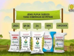 Pupuk Subsidi Anjlok 20%! Petani Full Senyum, Ini Jurus Pemerintah Bikin Panen Melimpah