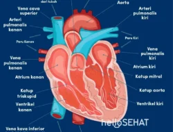 Rahasia Jantung Sehat & Bugar Ala Jepang: Cuma Jalan Kaki, Tapi Ada Triknya yang Bikin Ketagihan!