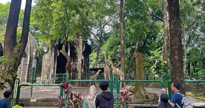 resmi diumumkan ragunan segera punya wisata malam night at ragunanzoo intip keseruannya portal berita terbaru