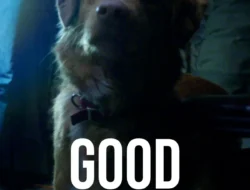 Review Film Good Boy: Horor dari Mata Anjing yang Bikin Merinding, Tapi Plotnya Penuh Tanda Tanya!