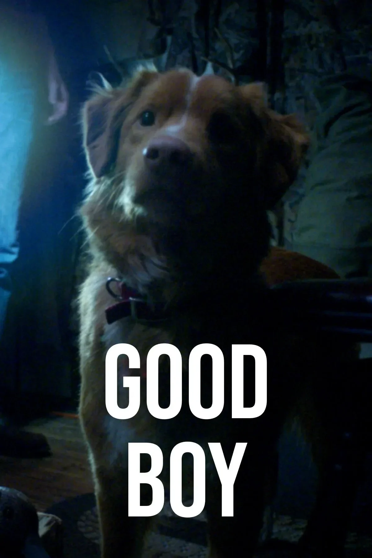 review film good boy horor dari mata anjing yang bikin merinding tapi plotnya penuh tanda tanya portal berita terbaru
