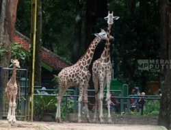 Siap-Siap! Ragunan Buka Malam Hari, Sensasi Baru Lihat Satwa Nokturnal di Hutan Kota Jakarta!