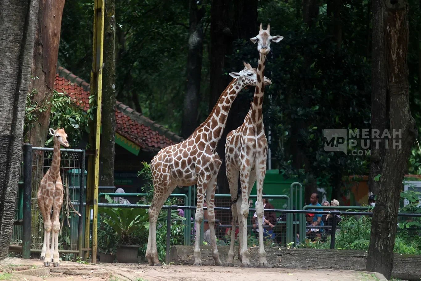 siap siap ragunan buka malam hari sensasi baru lihat satwa nokturnal di hutan kota jakarta portal berita terbaru