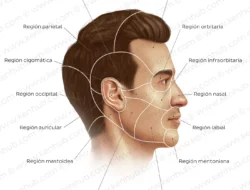SIM Hilang atau Rusak? Jangan Panik! Ini Cara Urus dan Biayanya, Gampang Banget Kok!