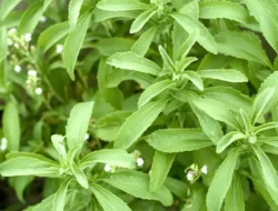 Stevia vs. Gula: Mana yang Lebih Sehat? Ini Fakta Mengejutkan yang Wajib Kamu Tahu!