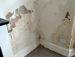 STOP! Jangan Biarkan Tembok Lembap Merusak Rumahmu! Ini Solusi Ajaib Anti-Jamur & Cat Mengelupas