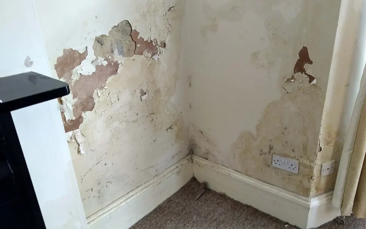 stop jangan biarkan tembok lembap merusak rumahmu ini solusi ajaib anti jamur cat mengelupas portal berita terbaru