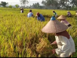 Terbongkar! Dulu Rp4 Ribu, Kini Rp6.500: Perubahan Drastis yang Bikin Petani Indonesia Bangkit