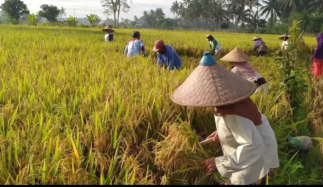 terbongkar dulu rp4 ribu kini rp6 500 perubahan drastis yang bikin petani indonesia bangkit portal berita terbaru