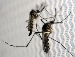 Terkuak! Angka 2025 di Footer CNN Indonesia Bukan Sekadar Tanggal, Ini Strategi Besar di Baliknya!