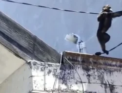 Teror Monyet Liar di Tangsel: Warga Villa Dago Tol Resah, Diduga Imbas Pembangunan Besar!