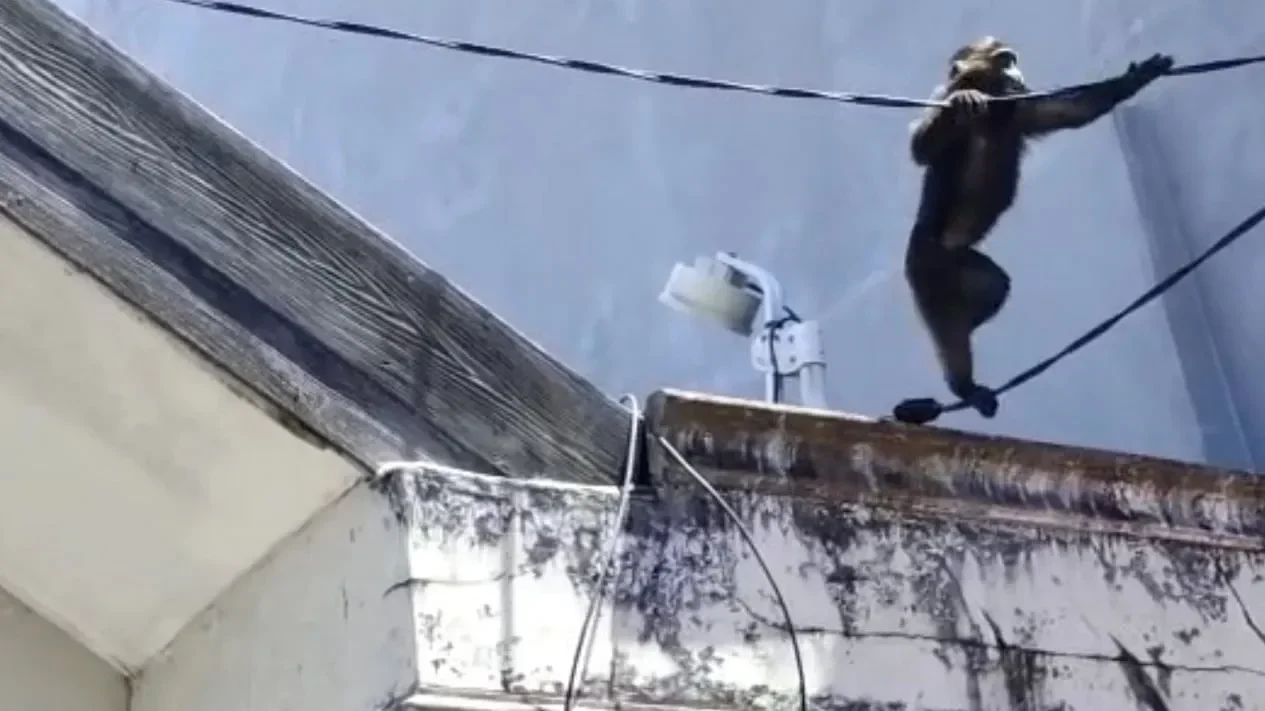 teror monyet liar di tangsel warga villa dago tol resah diduga imbas pembangunan besar portal berita terbaru