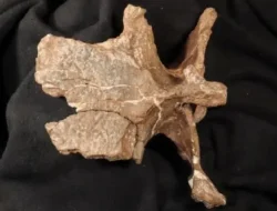 Terungkap! Fosil Dinosaurus Raksasa Ditemukan di Argentina, Ada Apa dengan Tulang Aneh Ini?