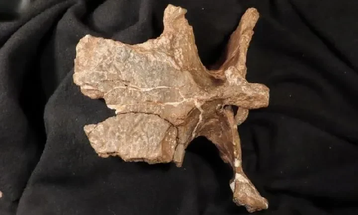 terungkap fosil dinosaurus raksasa ditemukan di argentina ada apa dengan tulang aneh ini portal berita terbaru