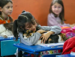 Terungkap! Kisah Ratusan Kucing Jinak yang Jadi Ikon Unik di Jantung Kota Lima, Peru