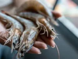 Udang Indonesia Lolos dari ‘Jebakan’ Radioaktif AS, Ribuan Kontainer Kini Bisa Bernapas Lega!