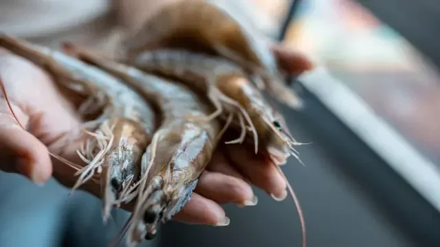 udang indonesia lolos dari jebakan radioaktif as ribuan kontainer kini bisa bernapas lega portal berita terbaru