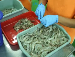 Udang RI ke AS Wajib Sertifikat Bebas Radioaktif, Ada Apa Sebenarnya?