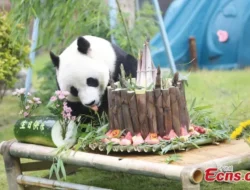 Viral! Panda Langka Qin Hua Ultah ke-5, Kue Spesialnya Bikin Melongo!