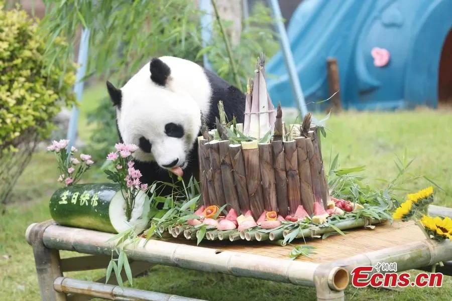 viral panda langka qin hua ultah ke 5 kue spesialnya bikin melongo portal berita terbaru