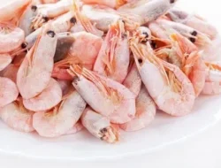 Wajib Tahu! Ini Batas Aman Udang di Kulkas Agar Tetap Segar & Gak Bikin Sakit Perut!