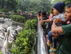 Wisata Malam Ragunan Bikin Kecewa? Pemprov DKI Buka Suara, Ada Kabar Baik!
