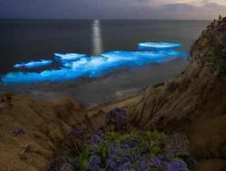 Alor Punya Misteri: Air Laut Tiba-tiba Dingin Membeku, Ikan-ikan Pingsan Massal!