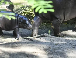 Berlin Gempar! Bayi Kuda Nil Tak Bernama Ini Pukau Dunia dengan Kelincahannya, Bikin Hati Meleleh!