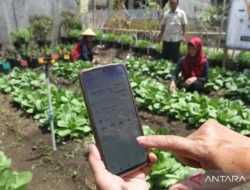 Bikin Kaget! Petani Sragen Panen Melon Manis & Untung 44% Berkat Teknologi Ini, Menkomdigi Sampai Terpukau
