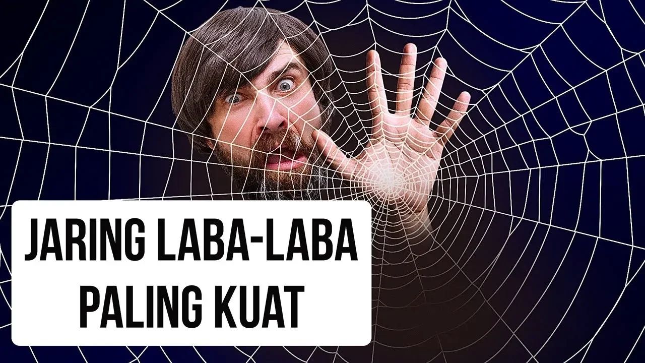 bikin merinding jaring laba laba supercity terbesar di dunia ditemukan ungkap perilaku aneh arachnida portal berita terbaru