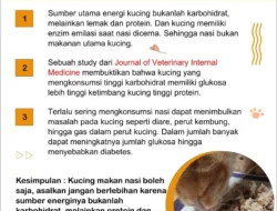 Bolehkah Kucing Makan Nasi? Ini Fakta Lengkap yang Wajib Pecinta Anabul Tahu!