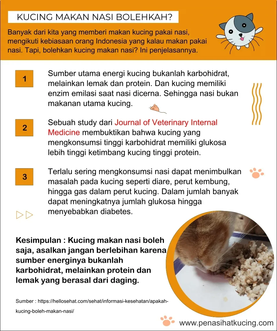bolehkah kucing makan nasi ini fakta lengkap yang wajib pecinta anabul tahu portal berita terbaru