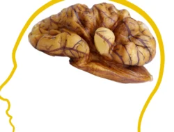 Bukan Sekadar Camilan! 5 Kacang Ini Rahasia Otak Anti Pikun Sampai Tua