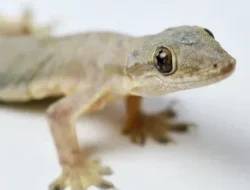 Bukan Sekadar Jijik, Ini 4 Bahaya Mengerikan Kotoran Cecak yang Mengintai Kesehatanmu!