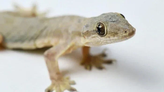 bukan sekadar jijik ini 4 bahaya mengerikan kotoran cecak yang mengintai kesehatanmu portal berita terbaru