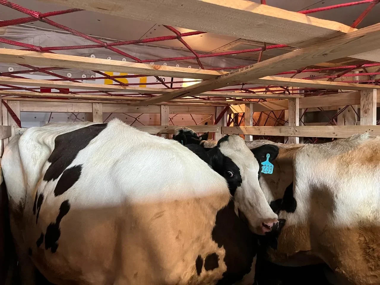 gebrakkan prabowo 200 ribu sapi bunting siap masuk indonesia jatim jadi kunci sukses program susu gratis nasional portal berita terbaru