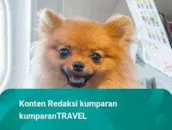 Geger! Air New Zealand Larang Hewan Peliharaan Berat Terbang Domestik, Puluhan Staf Jadi Korban!