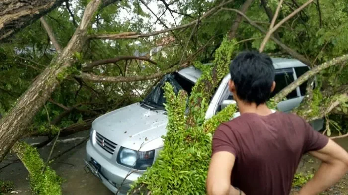 geger slipi pohon ceri raksasa tumbang mendadak usai insiden tak terduga ada truk molen misterius di baliknya portal berita terbaru